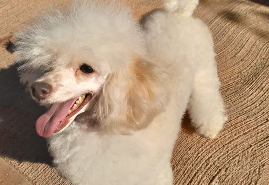 Barboncino toy bianco sdraiato al sole con la lingua di fuori