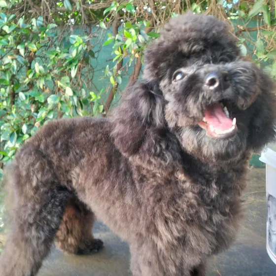 Barboncino toy nero in giardino, con la bocca aperta