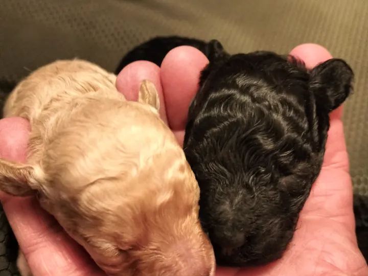 Due cuccioli di barboncino toy appena nati, uno crema e uno nero, tenuti in una mano
