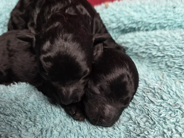 Due cuccioli di barboncino toy neri di pochi giorni, addormentati vicini su una coperta azzurra