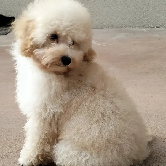 Cucciolo di barboncino toy bianco seduto in cortile
