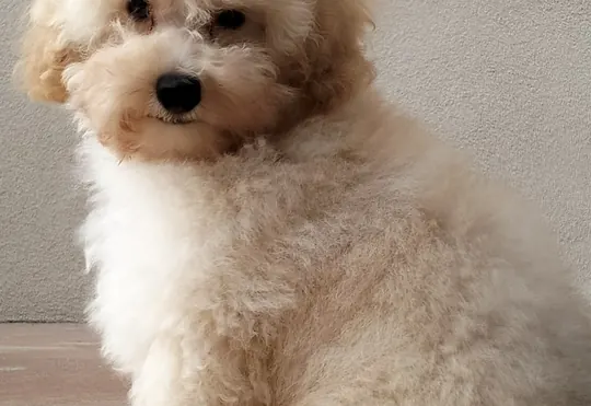 Cucciolo di barboncino toy crema seduto, che guarda in camera