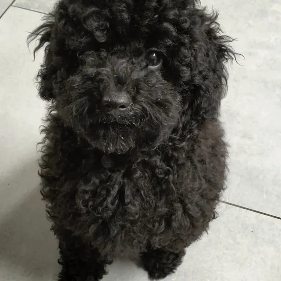 Cucciolo di barboncino toy nero che guarda dritto in camera