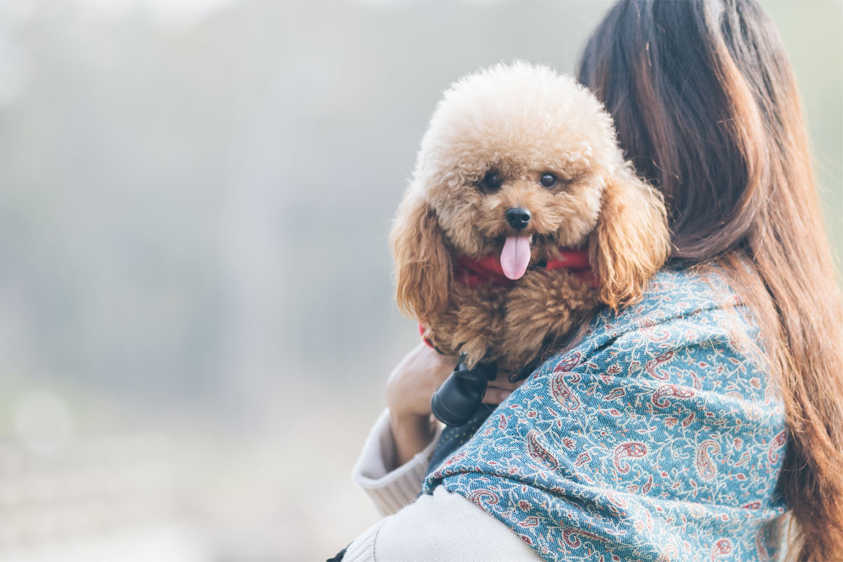 Esemplare adulto di barboncino toy nel giardino dell'allevamento a Brescia